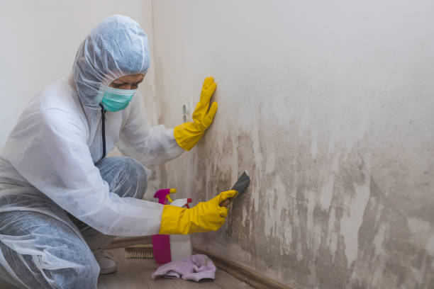 Best Emergency Mold Removal  in White Horse, NJ