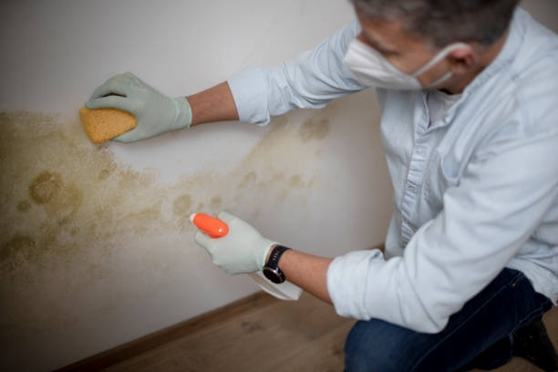 Best Attic Mold Removal  in White Horse, NJ