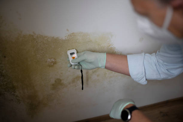 Best Mold Remediation Experts  in White Horse, NJ