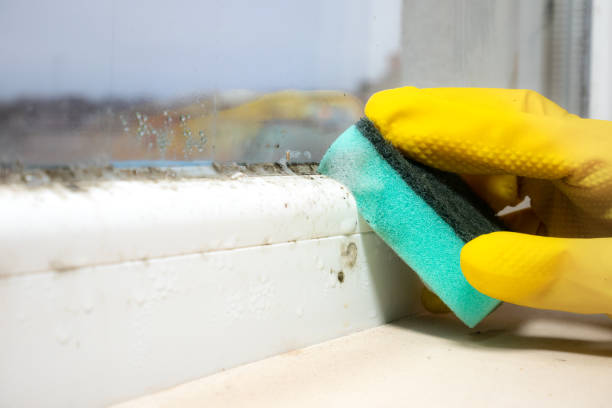 Best Professional Mold Removal  in White Horse, NJ