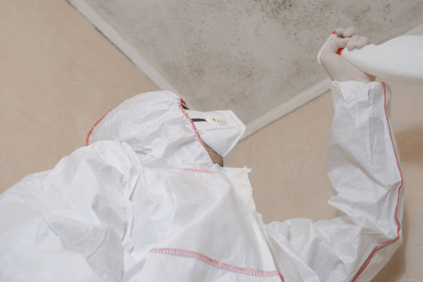 Best Fast Mold Removal  in White Horse, NJ