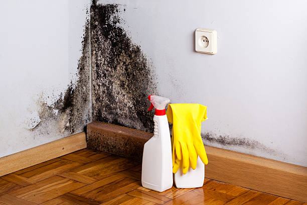 Best Crawl Space Mold Removal  in White Horse, NJ