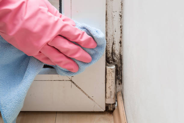 Best Mold Removal Near Me  in White Horse, NJ