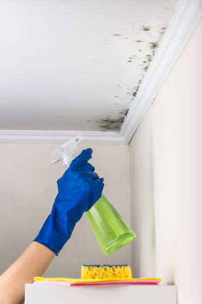 Best Emergency Mold Removal  in White Horse, NJ